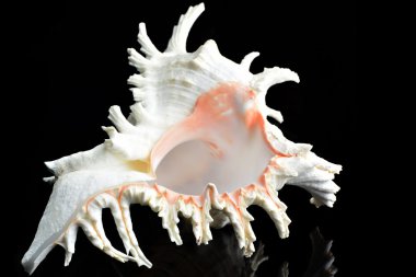 Deniz kabuğu Chicoreus ramosus