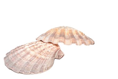 Deniz kabuğu Lyropecten nodosus 