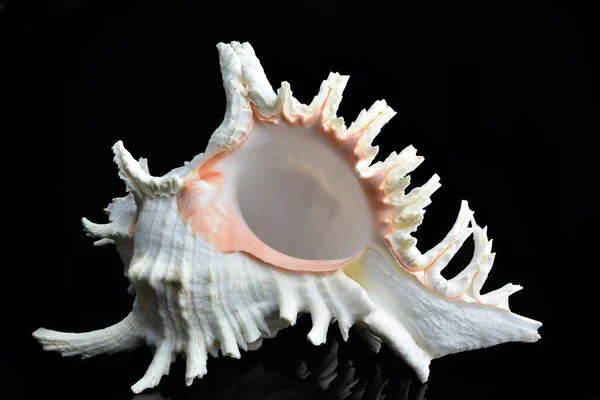 Seashell Chicoreus ramosus — Stock Photo, Image