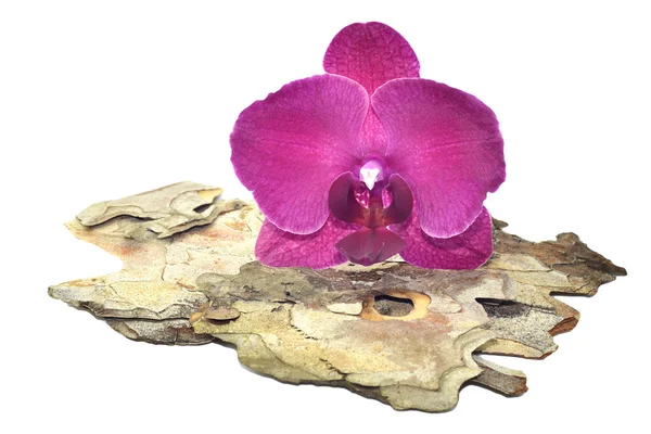 Orquídea rosa en una corteza de árbol —  Fotos de Stock