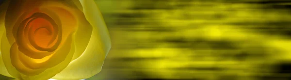 Sarı gül — Stok fotoğraf