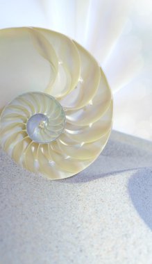 Nautilus kabuğu kesilmiş