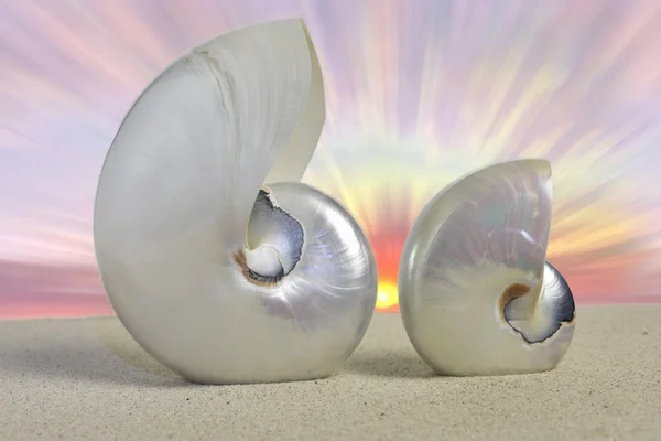 Nautilus skořápky — Stock fotografie