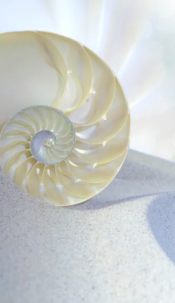 Nautilus shell knippen — Stockfoto