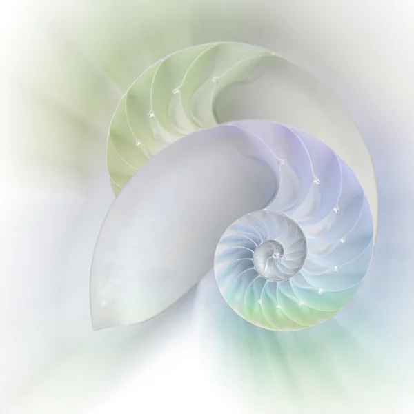 Nautilus shell cut — Stock Photo, Image