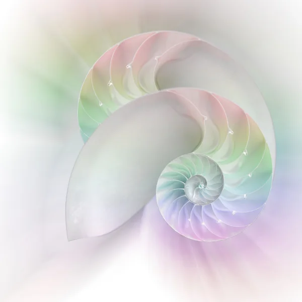 Nautilus kabuğu kesilmiş