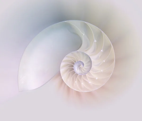 Nautilus kabuğu kesilmiş