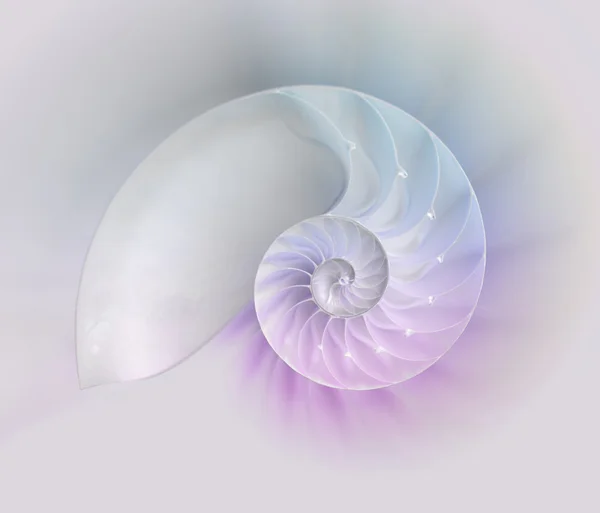 Nautilus shell cut — Stock Photo, Image