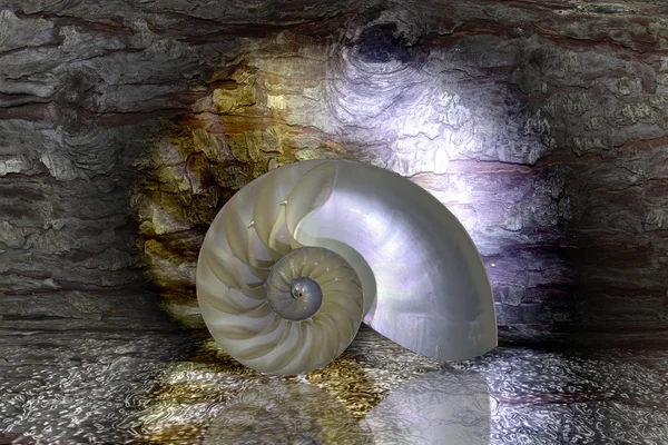 Nautilus shell cut — Stock Photo, Image