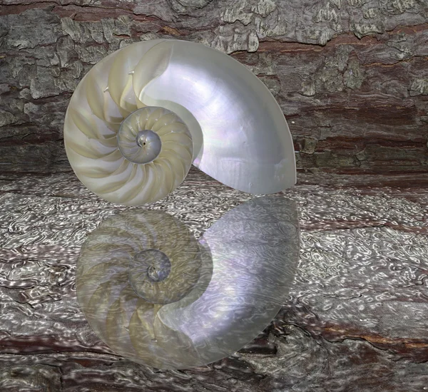 Nautilus shell cut — Stock Photo, Image