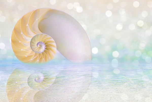 Nautilus kabuğu kesilmiş