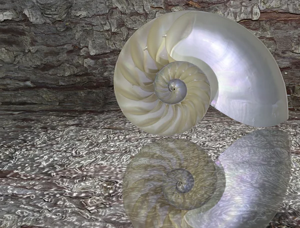 Nautilus shell cut — Stock Photo, Image