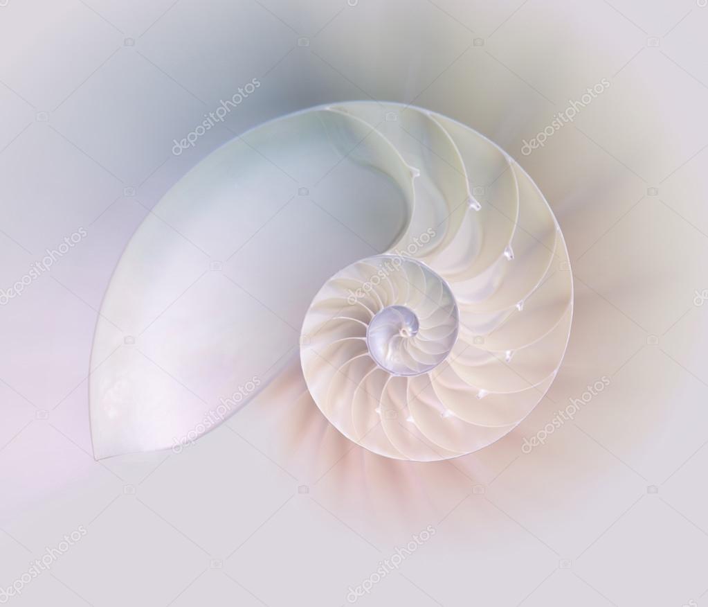 Nautilus Shell Cut Stock Photo By C Stellarinfinity 6257 Nautilus Shell Cut Stock Photo By C Stellarinfinity 6257