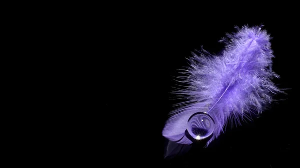 Фиолетовое перо — стоковое фото