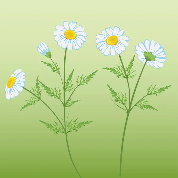 Chamomile flowers. Vector illustration. — Stock Vector