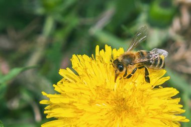 Arı sarı bir çiçekten bir nektar toplar. Çalışkan arı