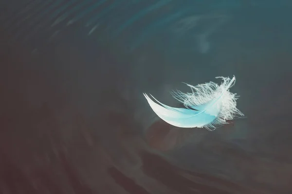 The feather floats on the surface of the water. White feathers