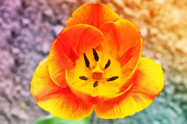 Tulip yakınlarda. Güzel bir çiçeğin yaprakları. Çiçeğin ortasında.