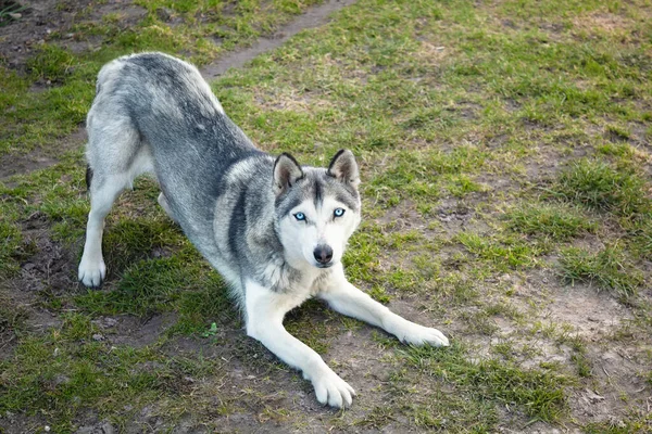 Ein Junger Hund Spielen Hunderasse Schöner Hund — Stockfoto