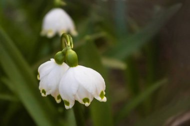 Bahçedeki güzel çiçek. İki beyaz çiçek. Bahar çiçeği