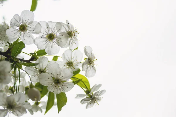 木の美しい色 美しい香りの花 白い花を咲かせる — ストック写真