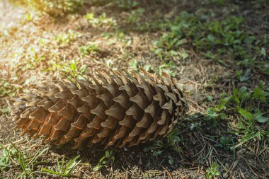 Ormanda ladin külahı. Güneşin altında güzel bir tümsek