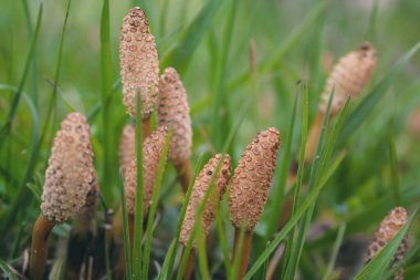 Otların arasında uzun yenilebilir mantarlar. Ormandaki mantarlar. Kahverengi bitki