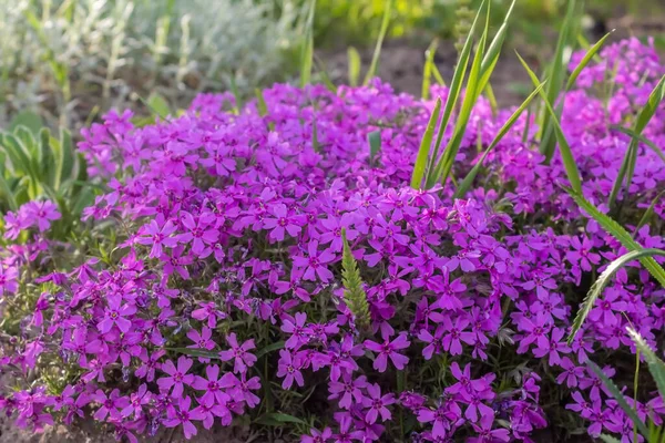 Purple Flowers Garden Seasonal Flowers Little Beautiful Petals Bunch Beautiful — Stock Photo, Image
