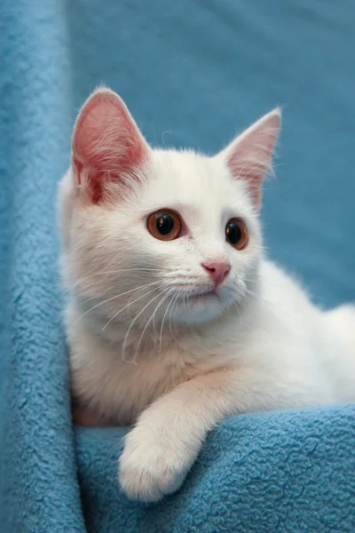 White kitten with yellow eyes on a blue background
