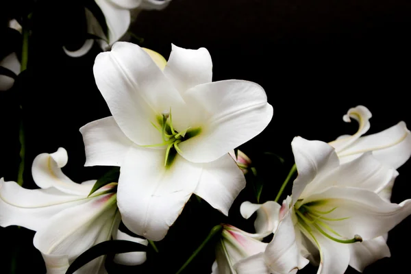 Białe lilie na czarnym tle — Zdjęcie stockowe