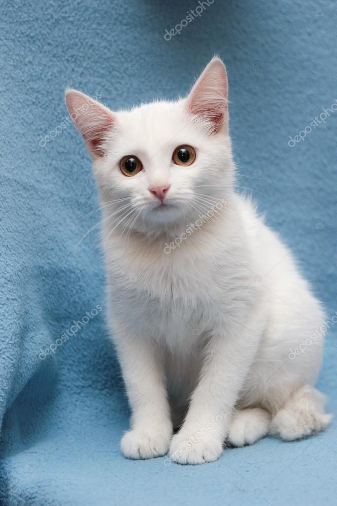 white cat yellow eyes