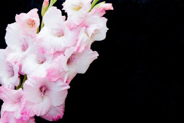 Siyah bir zemin üzerine pembe ve beyaz Kılıç çiçeği.