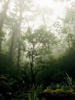 arbol en medio de bosque nublado