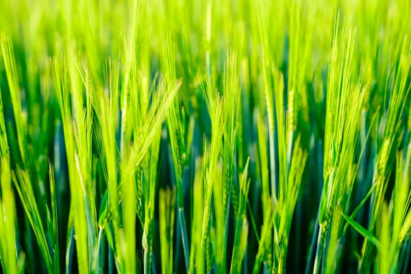 Sunny Barley wheat field - background of fresh spring Green yellow Barley field