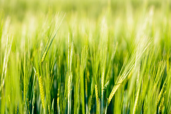 Sunny Barley wheat field - background of fresh spring Green yellow Barley field