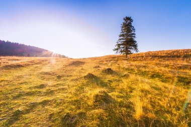 Sunrise dağlar - mavi gökyüzü altında çayır üzerinde tek başına duran ağaç
