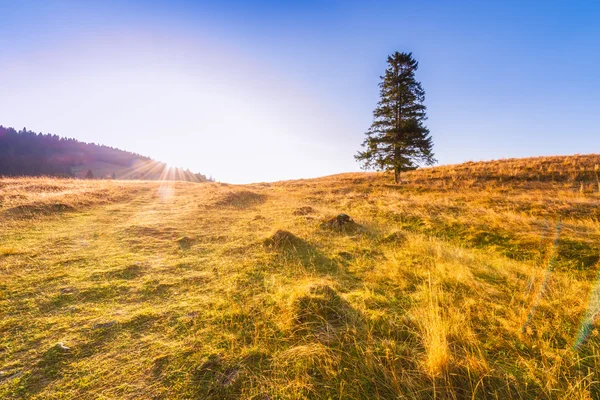 Alba in montagna - albero in piedi da solo sul prato sotto un cielo blu — Foto Stock