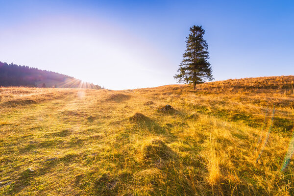 Sunrise in mountains - tree standing alone on the meadow under a blue sky