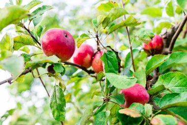 yüklü bir meyve bahçesi elma ile elma ağaçlarının 