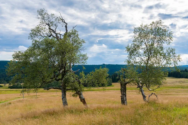 Hala Izerska Met Gebroken Berkenbomen Voorgrond Izerskie Mountains Sudety Polen — Stockfoto
