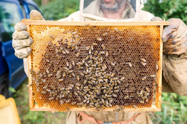 Apicoltore Che Tiene Favo Pieno Api Lavoro Colleziona Miele Concetto — Foto Stock