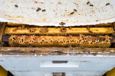 Kovanları bal peteği ile görünür çerçevelerle aç - üst gövde ve kapak - arıcılık kavramı