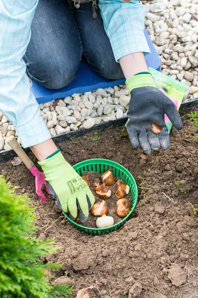 Donna piantare bulbi di tulipano — Foto Stock