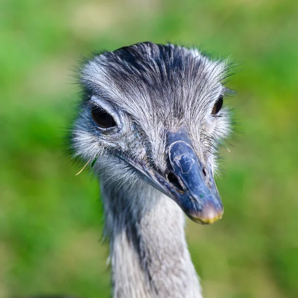 Portrait of African ostrich (Struthio camelus) — Stock Photo, Image