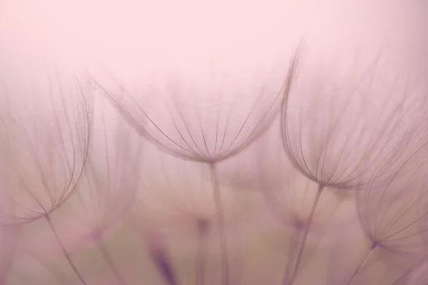 怀旧的 dandelion 花, 极端特写镜头, 抽象的背景 — 图库照片