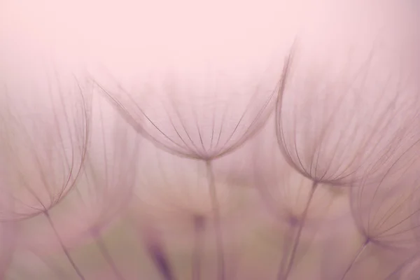 Dente di leone nostalgico fiore, estremo primo piano, sfondo astratto — Foto Stock