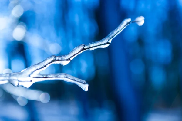 Frozen twig background — Stock Photo, Image