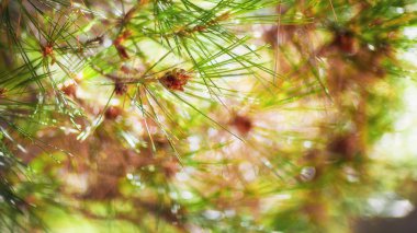 iğne yapraklı ağaç dalı 