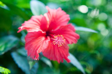 Hibiscus çiçek - sığ Dof