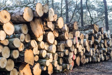 tahta kayıt arkaplanı